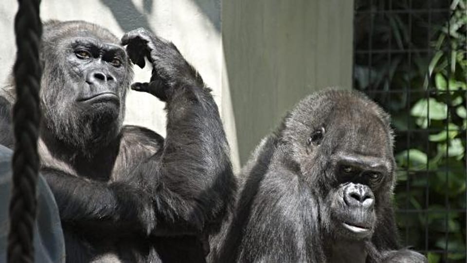 Gorillas im Basler Zolli.