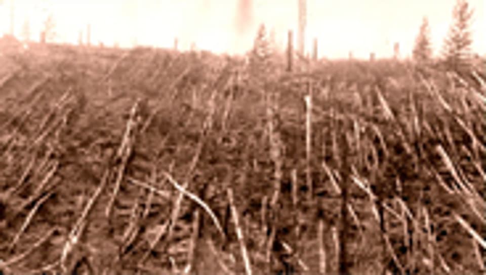Rund 60 Millionen Bäume sind bei der Explosion umgeknickt worden (Bild 1930)