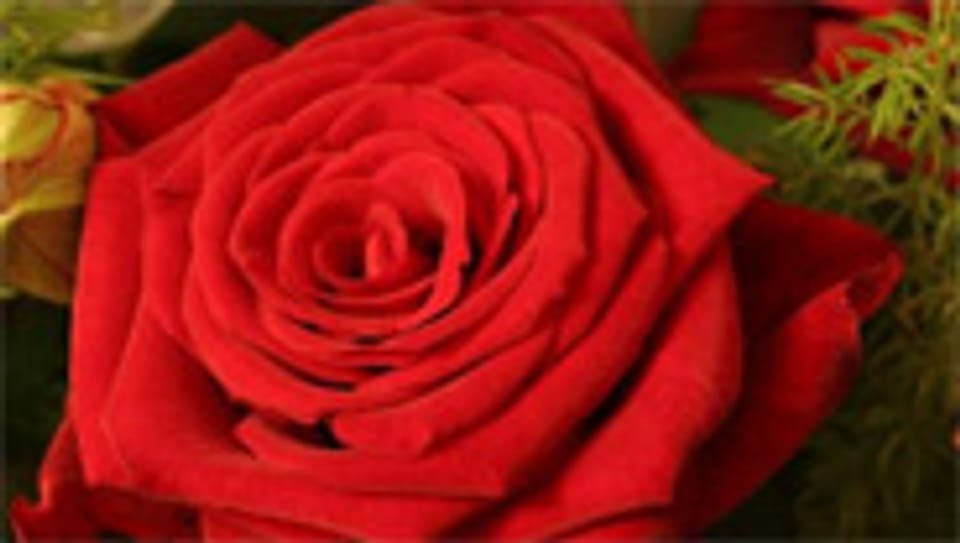 Die beliebteste Rosensorte: «Grand Prix»