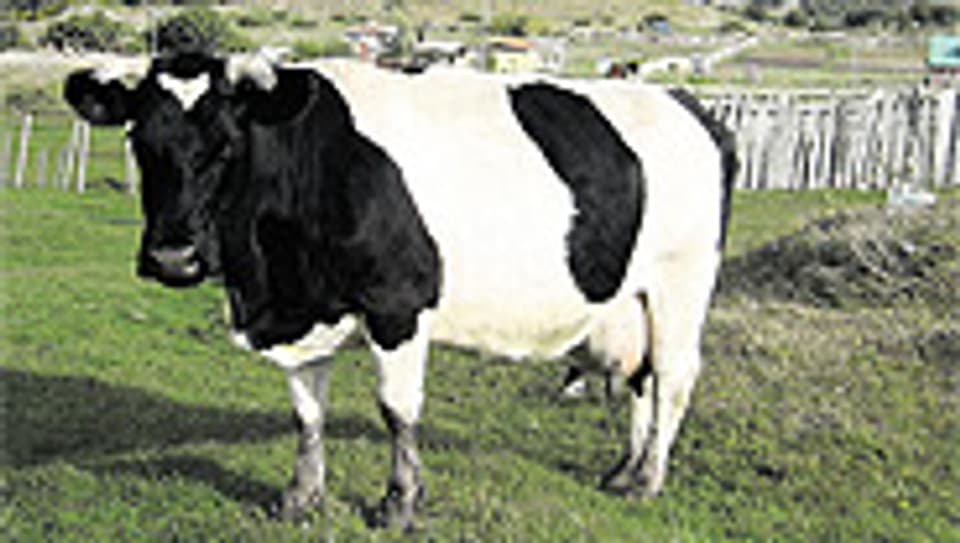 Entdeckt: Kühe in Chile, die so aussehen wie eine Freiburger Kuh, aber keine sind.