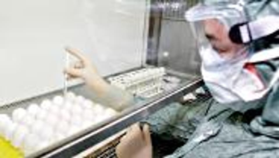 Im Labor werden Hühnereier präpiert zur Herstellung von Impfstoff.