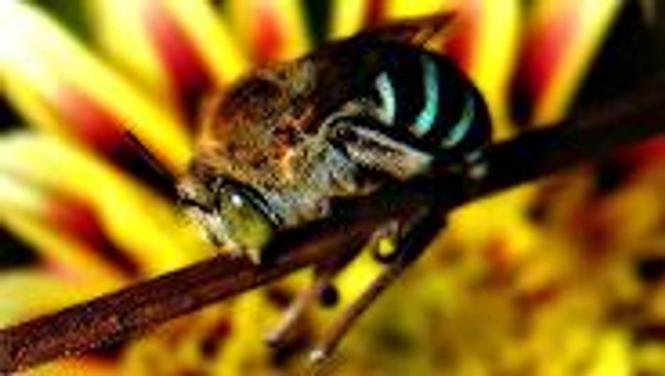 Fleissige Bienen sind auch ein ökonomischer Faktor.