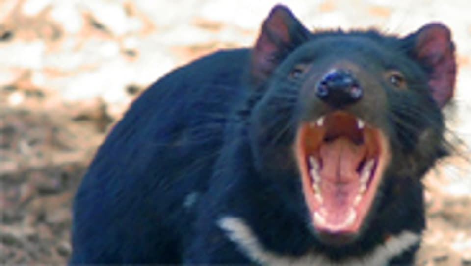 Bedrohter Räuber: Der tasmanische Teufel.