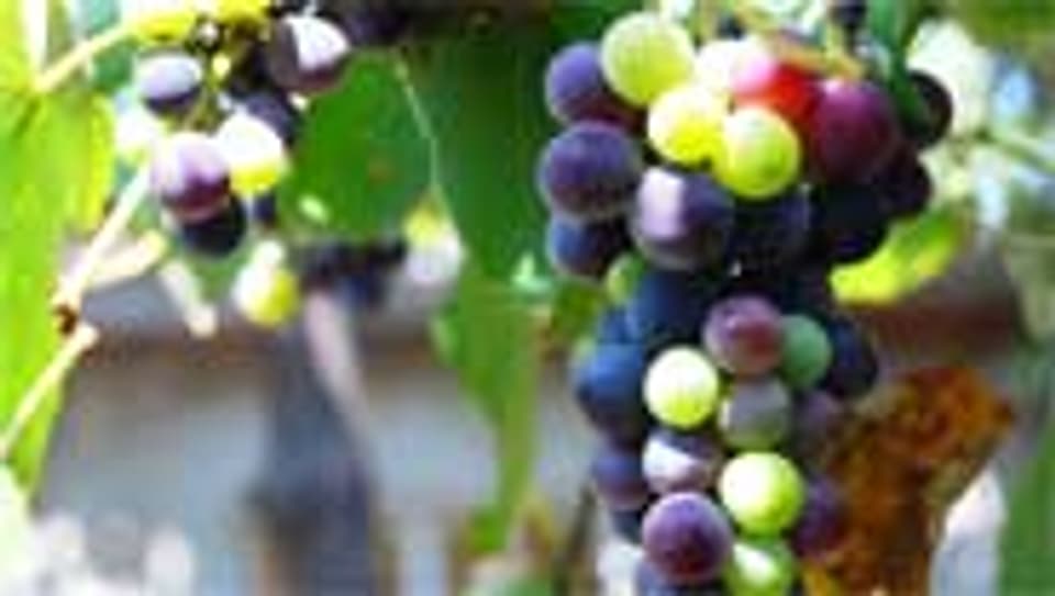 Milderes Klima: Schwedens Bauern satteln auf Weinproduktion um.