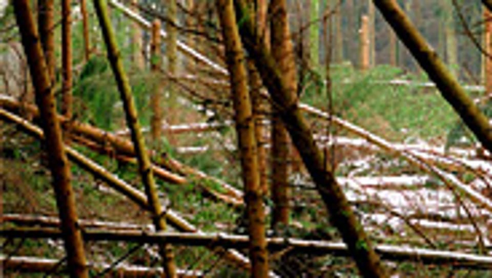 Wald in der Umgebung von Bern nach dem Sturm «Lothar».