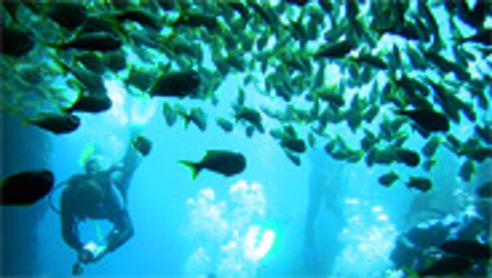 Abgetaucht: Forscher ergründen die Unterwasserwelt.