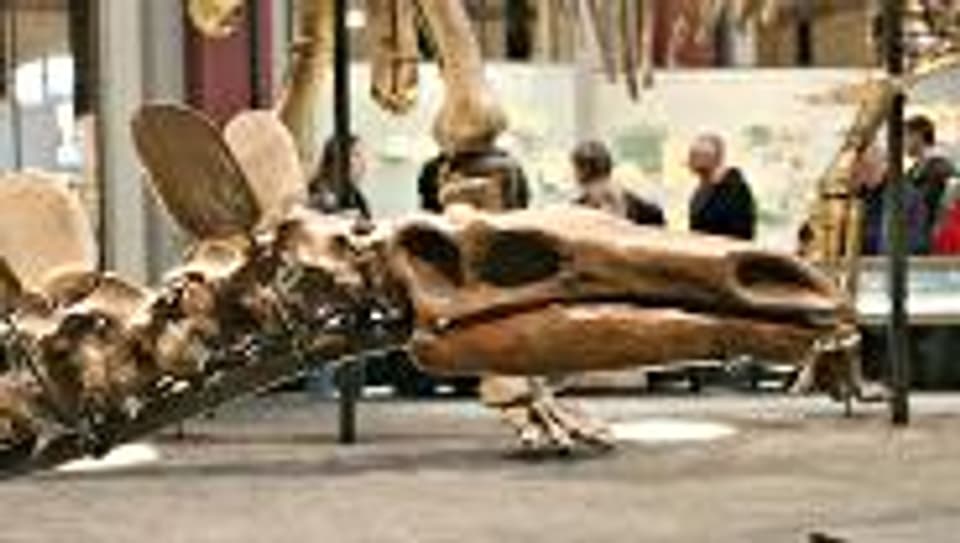 Naturhistorische Museen - die Dinosaurier der Museumslandschaft?