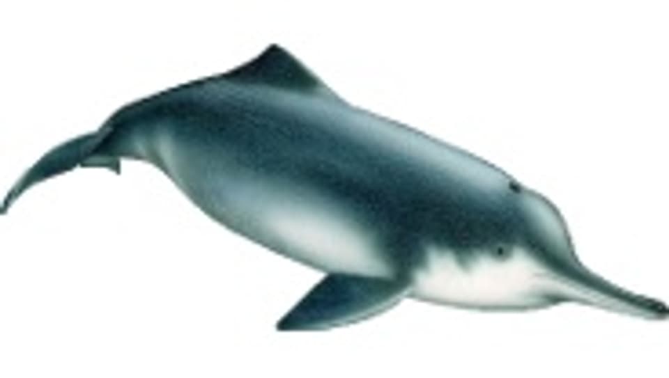 Ausgestorben und vergessen: Der Jangtse-Delfin.