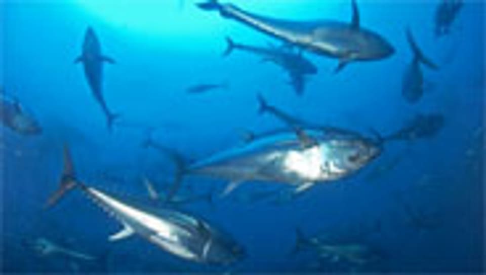 Blauflossenthunfisch: Monaco will den Handel damit untersagen.