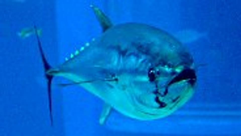 Der Handel mit Blauflossen-Thunfisch bleibt erlaubt.