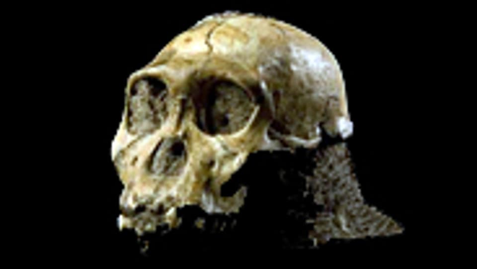 Der Schädel des «Australopithecus sediba».