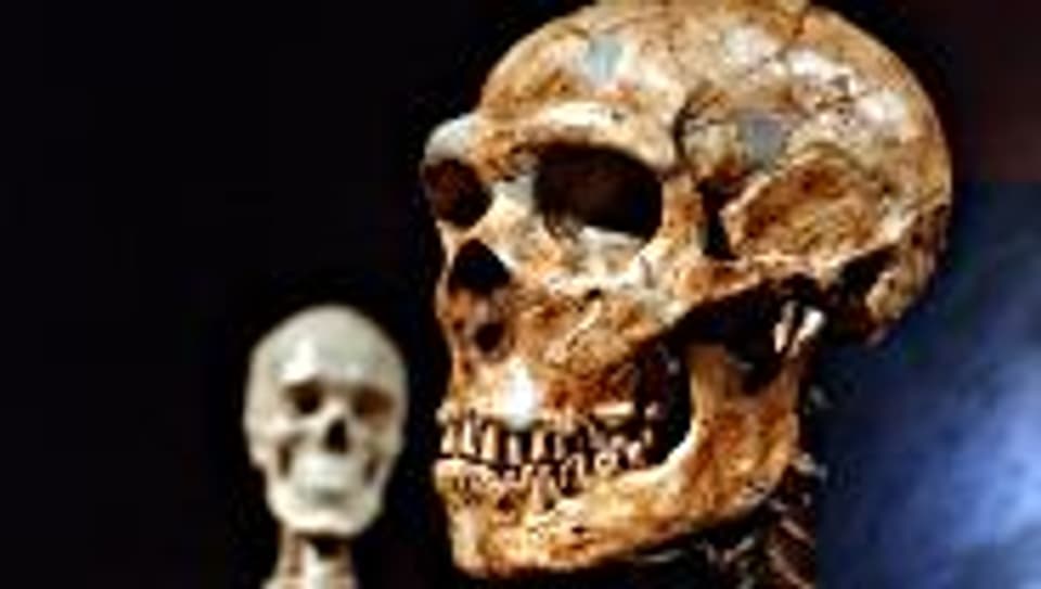 Schädel eines Neandertalers.