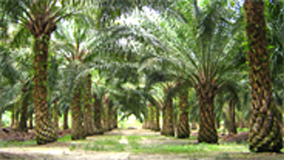 Ölpalmen-Plantage in Malaysia.
