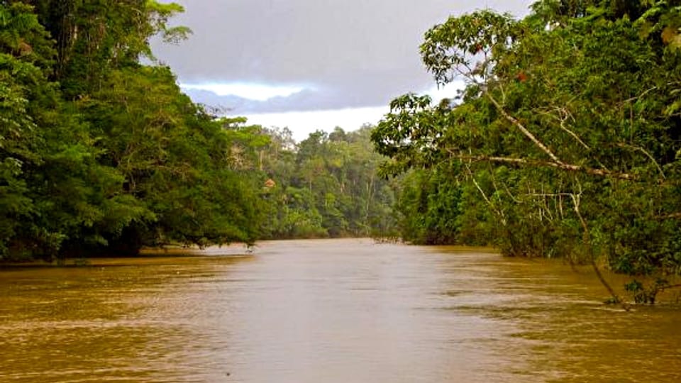 Noch idyllisch: Der Rio Tiputini im Yasuní Regenwald.