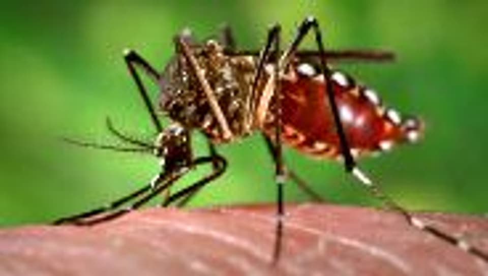 Die «Aedes aegypti» beim Blutsaugen.
