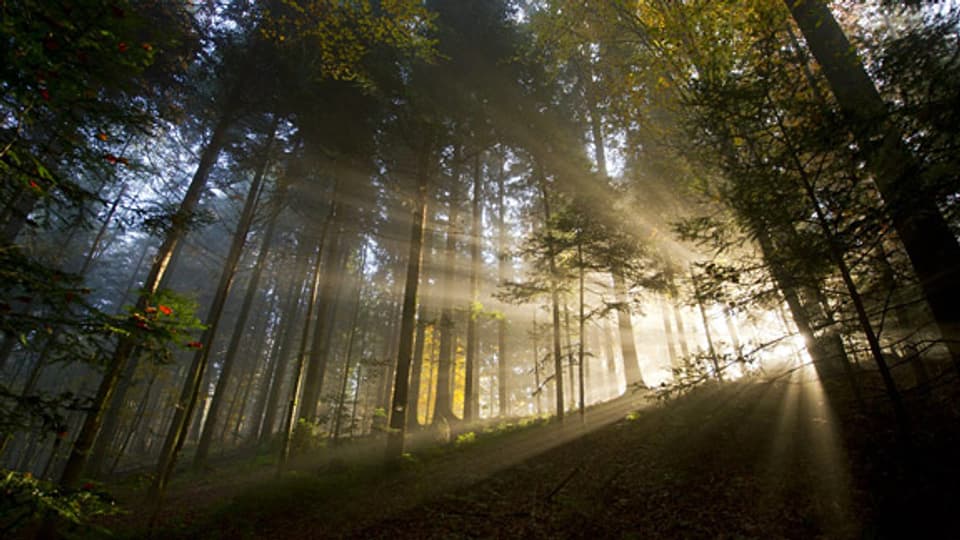 Wärmeeinfluss: Der Wald wird in Zukunft jünger, vermuten Experten.