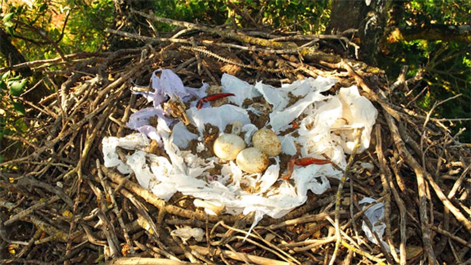 Das dekorierte Nest eines 11-jährigen Schwarzmilans.