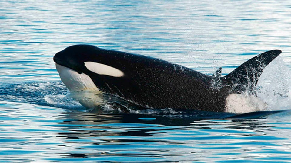 Ein Orca oder «Killerwal» in den Gewässern der Antarktis.