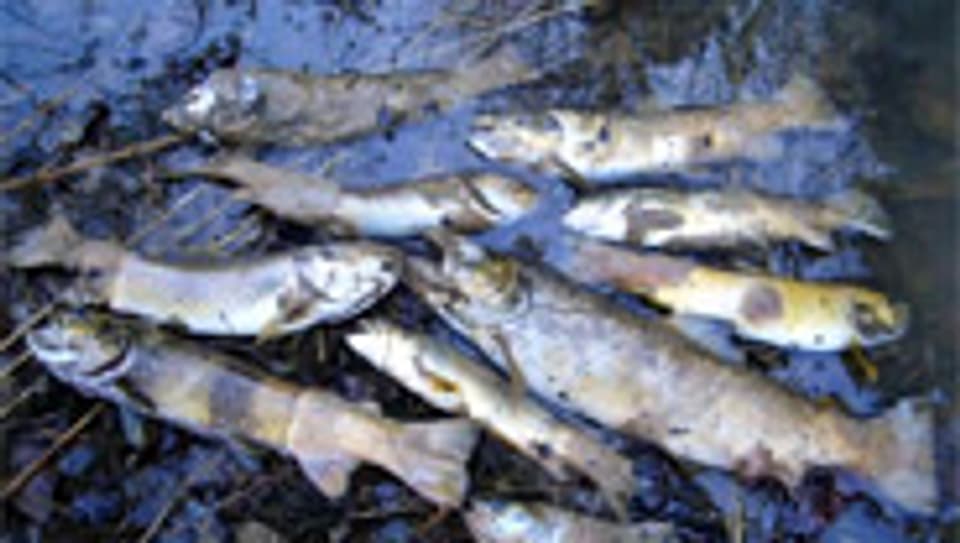 Tote Fische im Doubs.