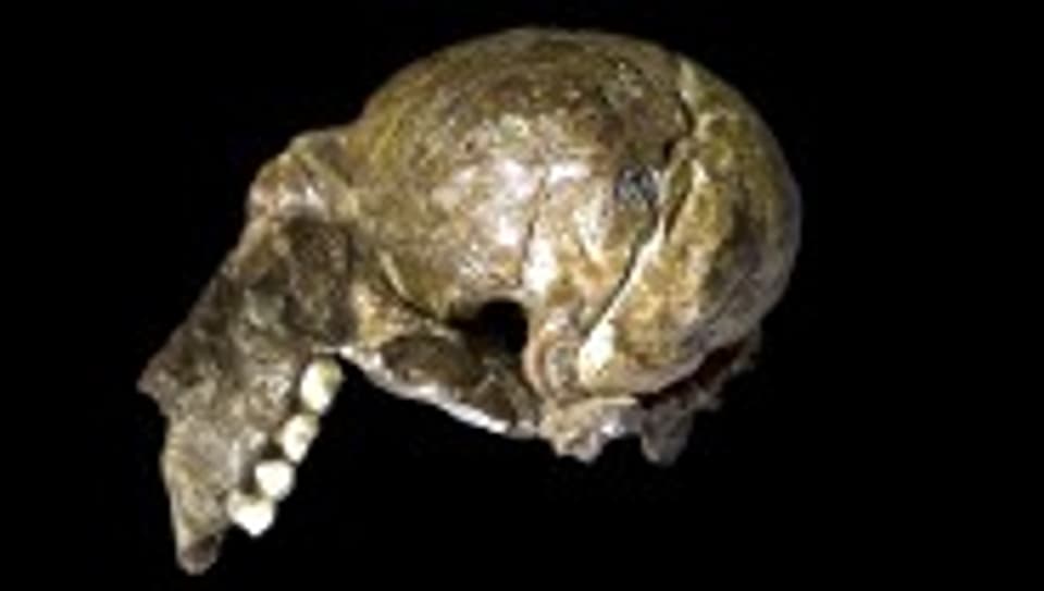Schädel eines Australopithecus africanus.