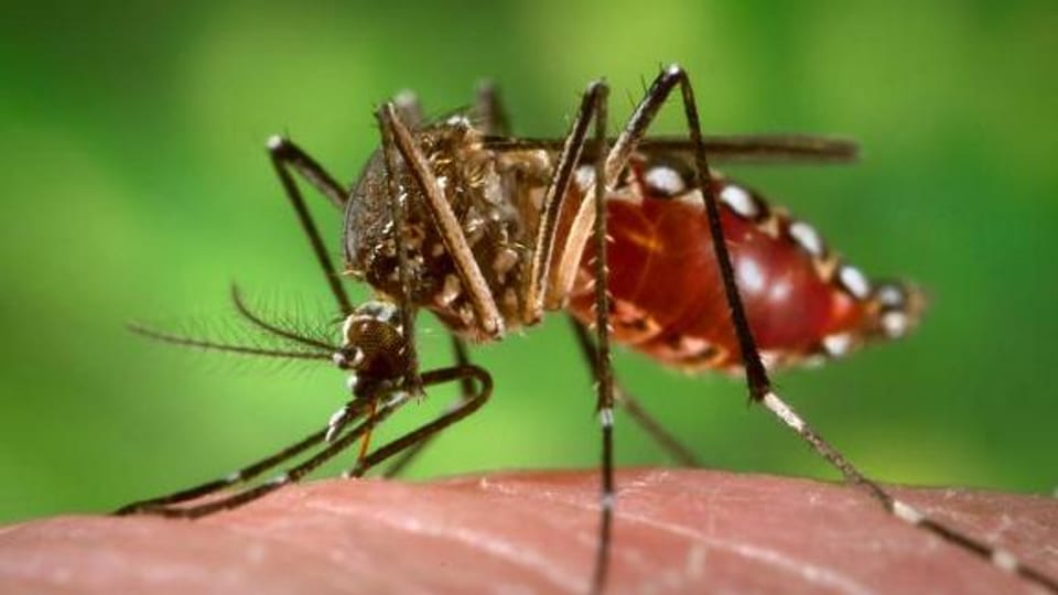 Bakterien verhindern die Übertragung des Dengue-Fiebers durch Mücken.