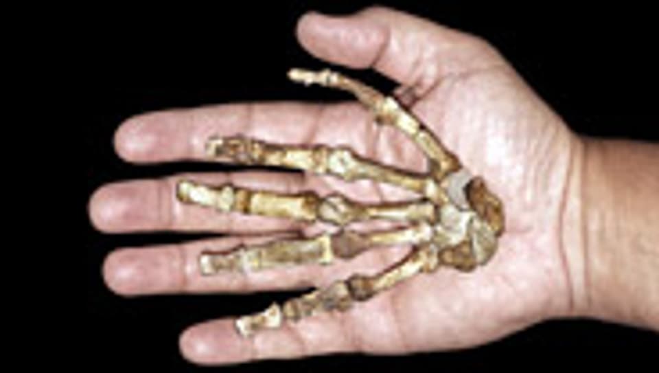 Mischung aus privitiv und modern: Handskelett eines weiblichen «Australopithecus sediba».