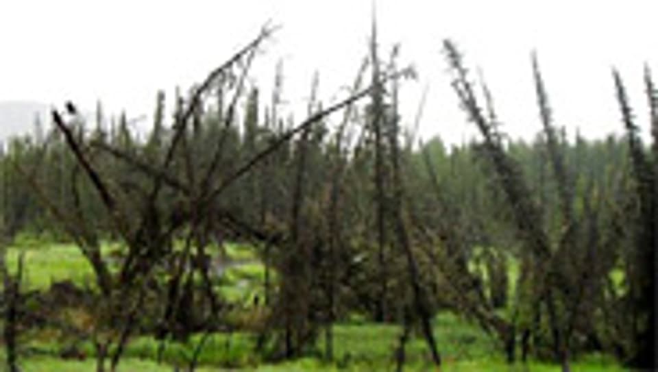 «Betrunkene Bäume» - eine Folge von Thermokarst (auftauende Dauerfrostböden).