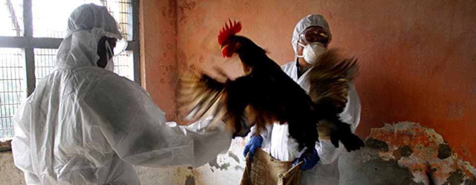 Mitarbeiter des indischen Gesundheitsministeriums sammeln auf einer Farm mit Vogelgrippe infizierte Hühner ein.