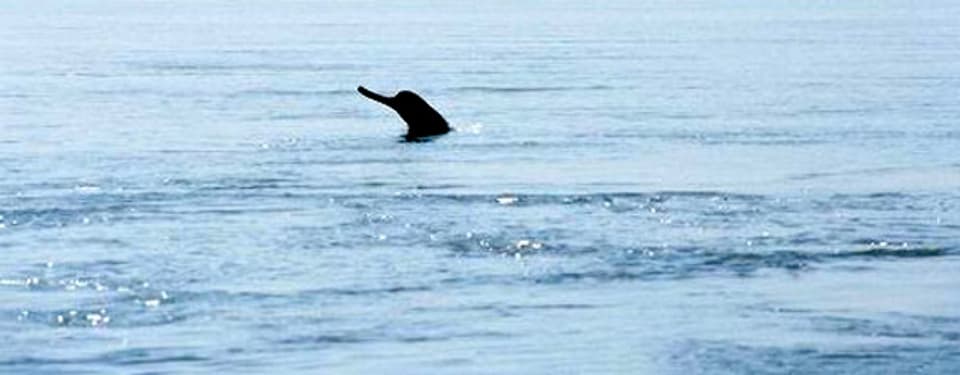 Ganges-Delfin mit schnabelartiger Schnauze.