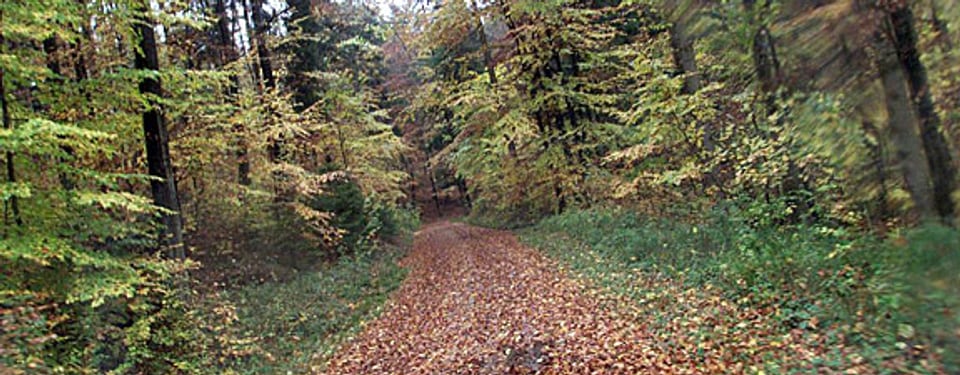 Der Wals als Herausforderung - hier der Sihlwald, ein typischer Mischwald im Mittelland.