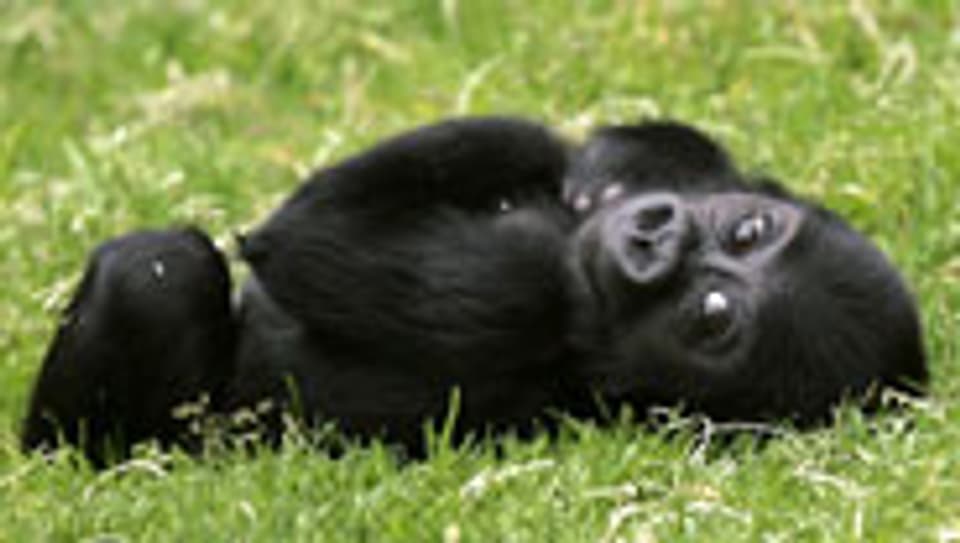 Gorillakinder brauchen viel körperliche Nähe - in einer Auswilderungsstation kann das zum Verhängnis werden.