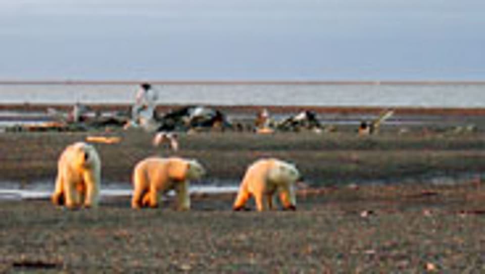 Bush will Eisbären für Ölfelder in Alaska opfern.