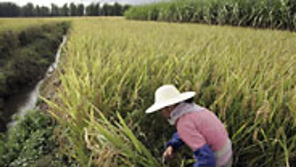 Kambodscha und Vietnam begrenzen die Ausfuhr von Reis.