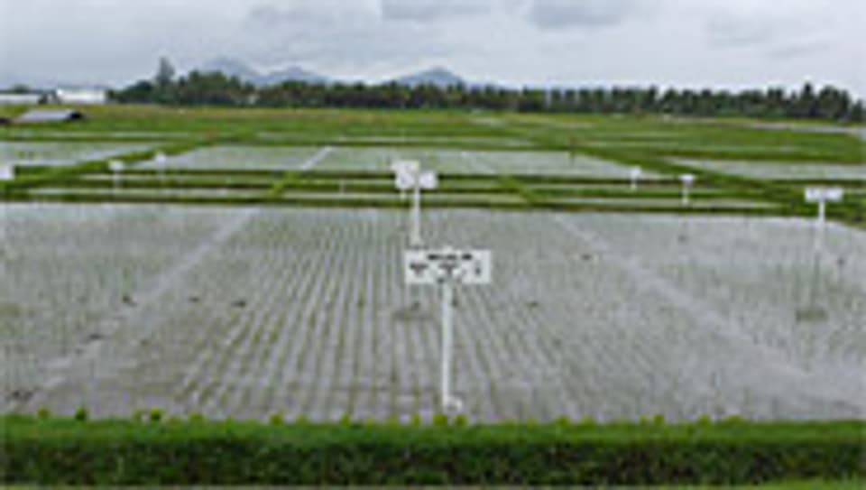 Ein Reis-Versuchsfeld auf den Philippinen.