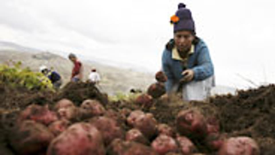 Kartoffelernte in Peru.