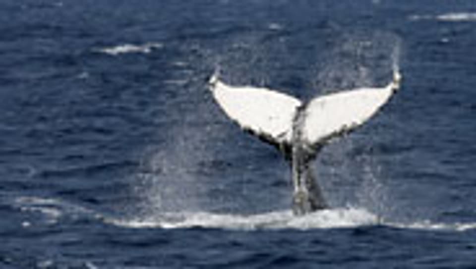 Japanische Walfänger töten jährlich rund tausend Wale.