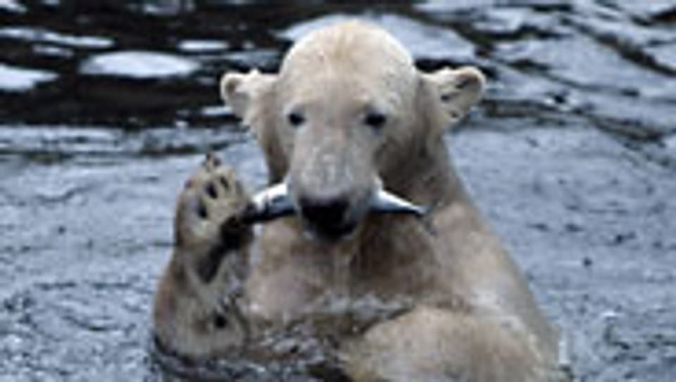Eisbär Knut soll weg von Berlin.