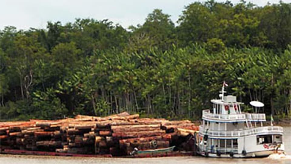 Illegale Rodungen bedrohen den Regenwald am Amazonas.