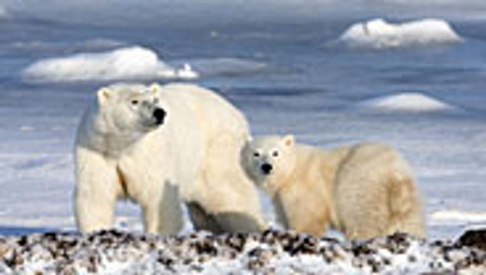 Arktis: Der schmelzende Pol legt Bodenschätze und Seewege frei.