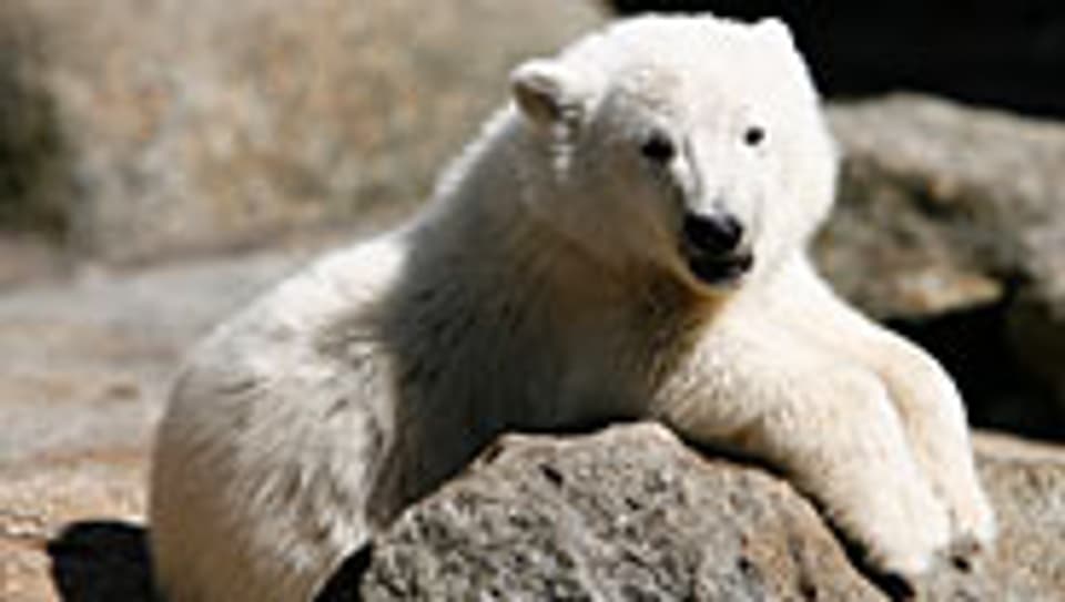 Eisbär Knut wurde zum Weltstar.