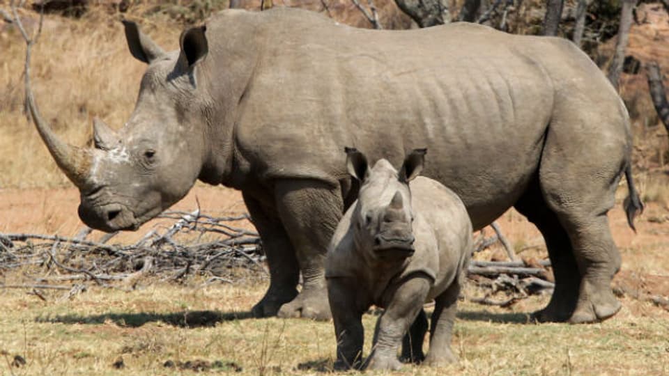 Bedroht durch Wilderer: Nashörner in Südafrika.