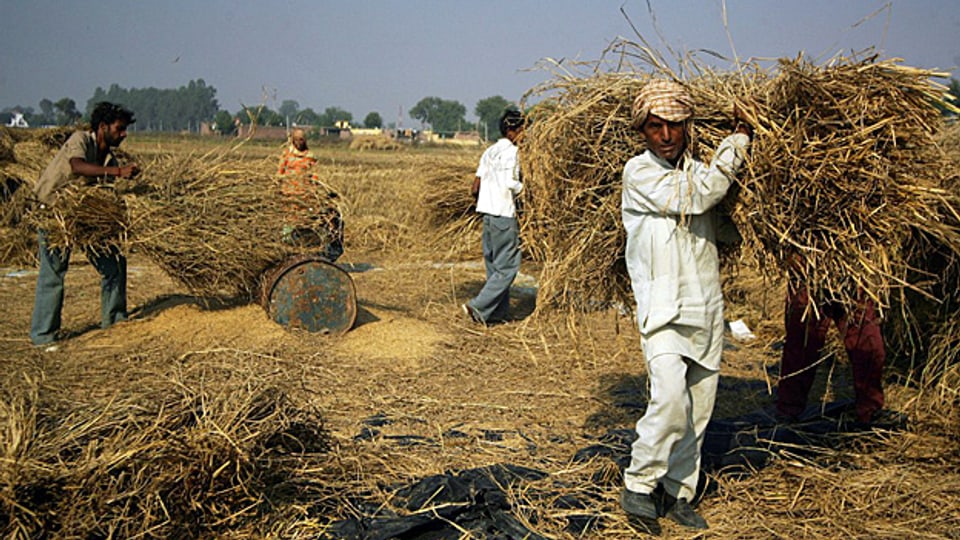 Reisbauern in Indien profitieren von den Möglichkeiten, die die neuen Handys bieten.