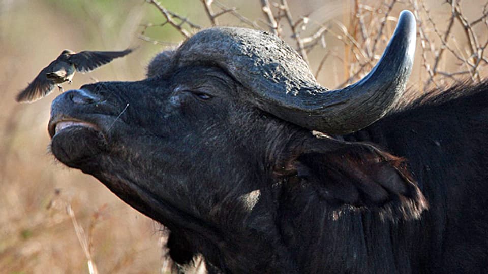 Den eigenen Büffel jagen zu dürfen lassen sich reiche Südafrikaner viel kosten.