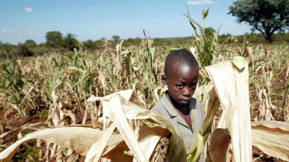 Simbabwes Landwirtschaft ernährt die Bevölkerung nicht