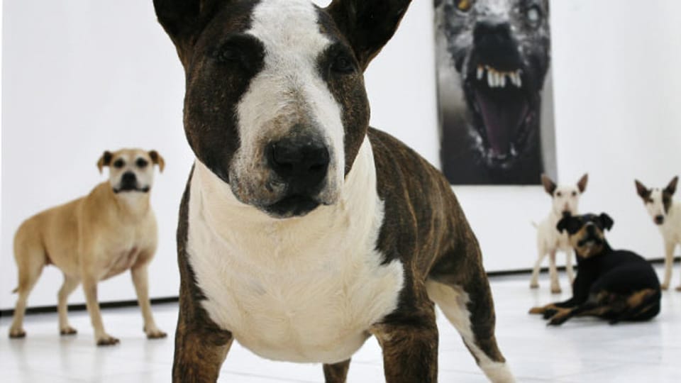 Ausstellung präparierter "Kampfhunde" in Kiel