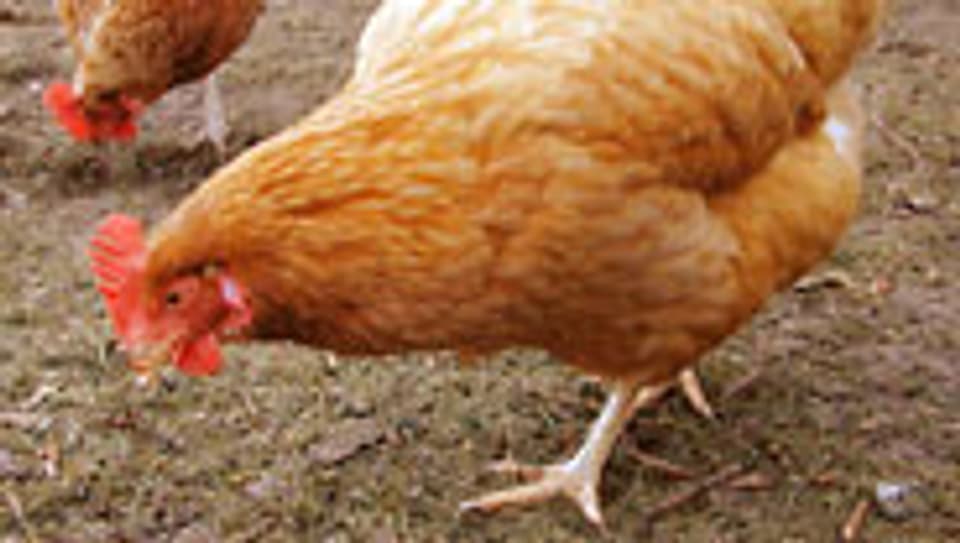 Das Risiko für einen Ausbruch der Vogelgrippe in der Schweiz ist derzeit klein.