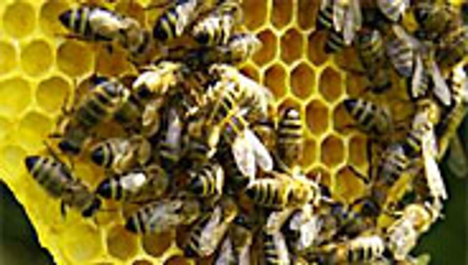 Die Bienenzucht bringt der Schweizer Volkswirtschaft jährlich 300 Millionen Franken.