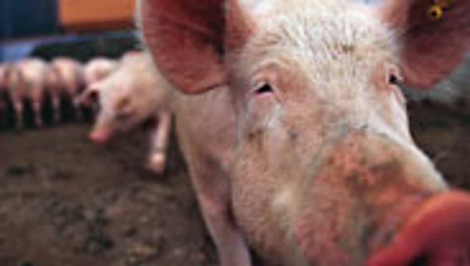 Der Bundesrat verschärft die Vorschriften zur Produktion von Schweinesuppe.