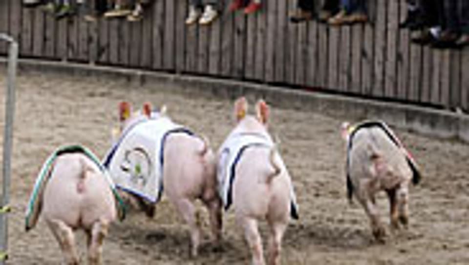 Das Scgweinerennen füllt jeden Nachmittag die Olma-Arena - seit Jahren.