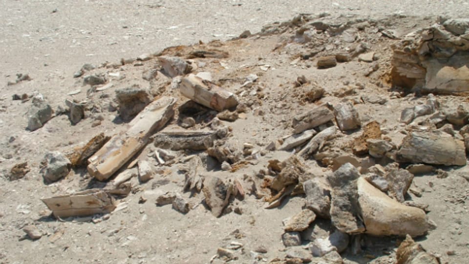 Zerstörte Fossilien nach der Rallye-Dakar 2012